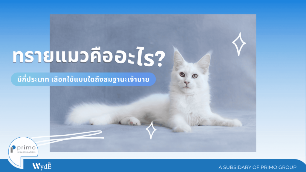 ทรายแมว