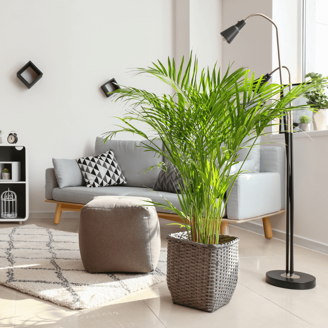 ฮวงจุ้ย